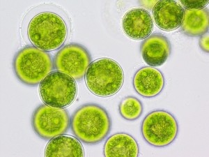 Algae cells - Qualitas only