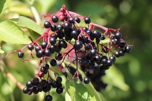 Elderberry © Getty Images Hiccupy-Hiccups