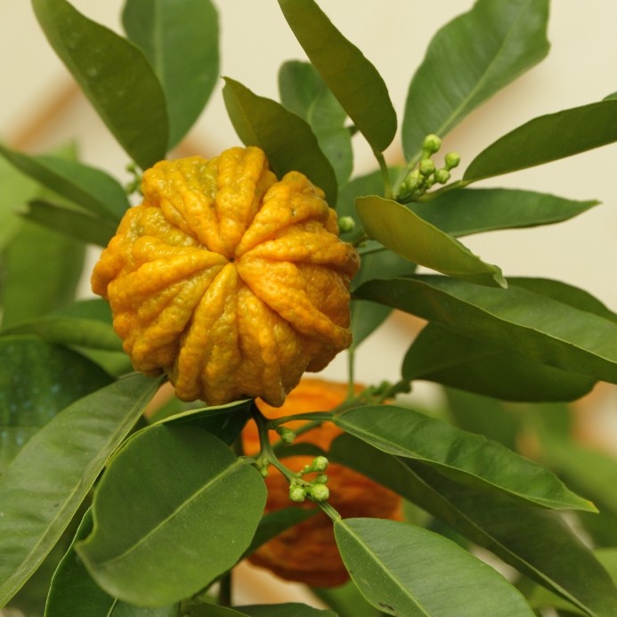 One of the ingredient supplier’s tried-and-true offerings is Advantra Z, a Citrus aurantium (bitter orange) extract. Image © iStockPhoto / mkistryn
