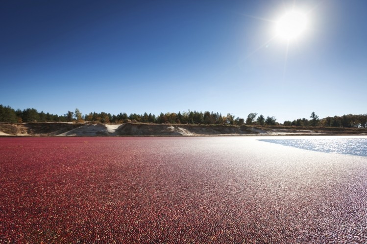 "You’ve got cranberry ingredients where a certain amount of base material will go overseas and twice as much will come back" - Dr Christian Krueger, University of Wisconsin Madison. Image: © iStockPhoto / YinYang