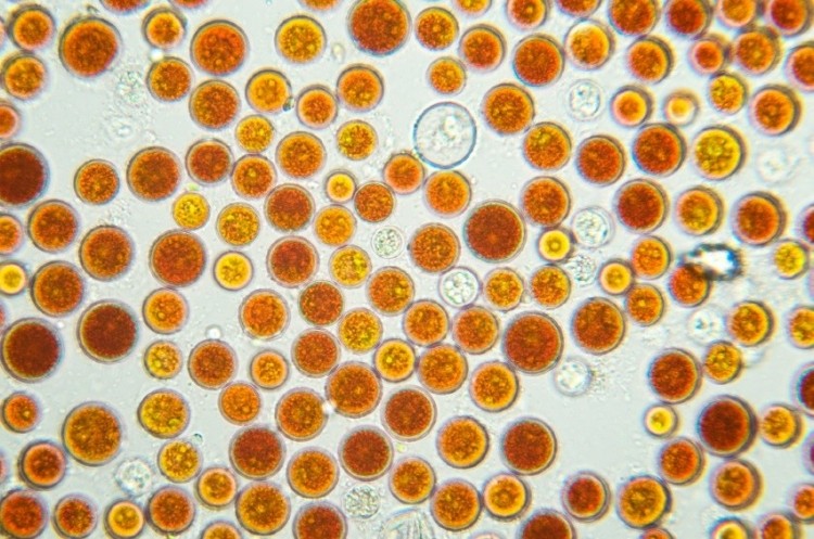 Haematococcus pluvialis. © iStock