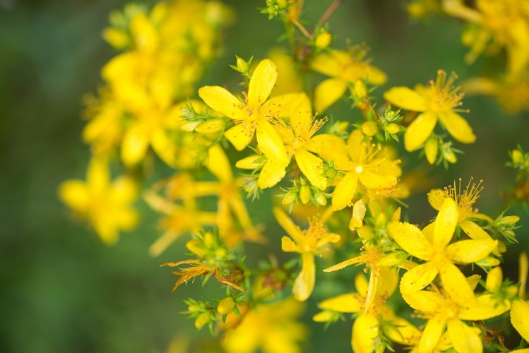 Third party botanical ID test results are available for select botanicals, including St John’s wort.  Image © Getty Images / aga7ta