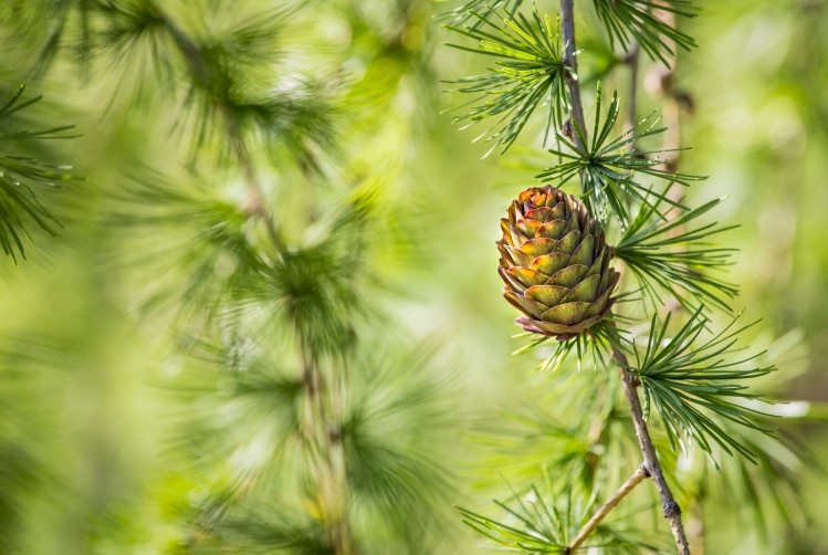 Larix gmelinii or the Dahurian larch.  Image © Kateryna Mashkevych / Getty Images 