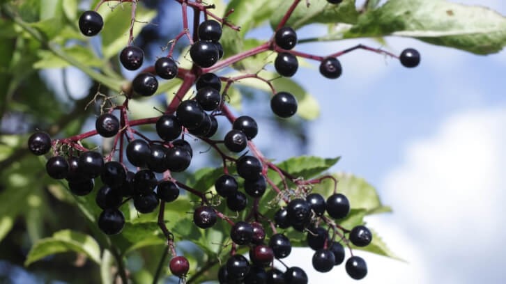 The partnership covers a range of plant extracts sourced from premium European-origin raw materials, including elderberry.   Image © Whiteway / Getty Images 