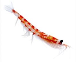 Krill: Packed with PUFAs