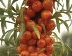 Quercetin is present in many plants, including sea buckthorn.
