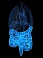You are what you eat: Gut bacteria enterotypes linked to diet