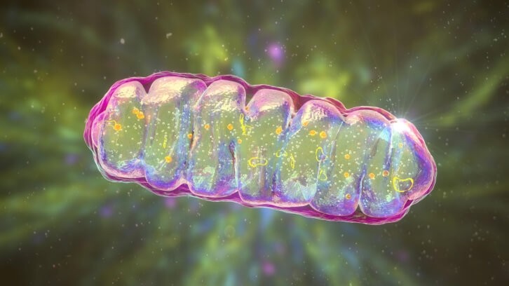 Nicotinamide adenine dinucleotide (NAD) is an important cellular co-factor for improvement of performance of mitochondria (pictured) and energy metabolism.    Image © Dr_Microbe / Getty Images 