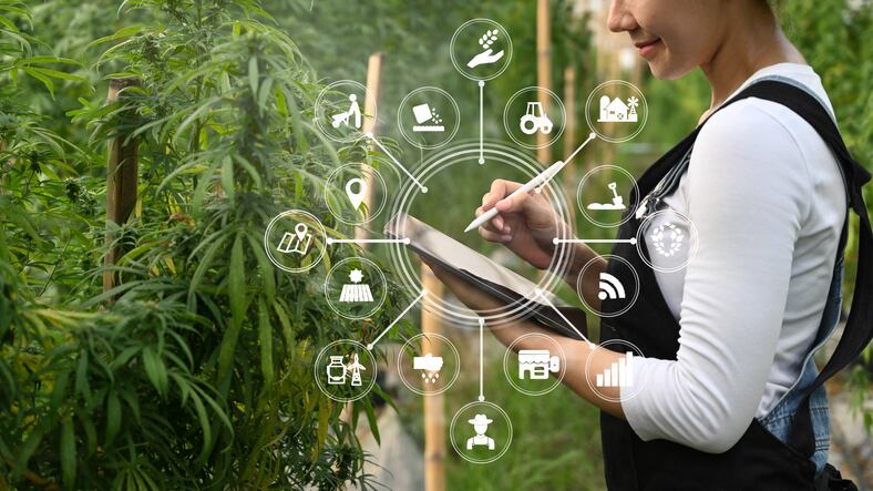 CBD alliance to benefit from AI technology 