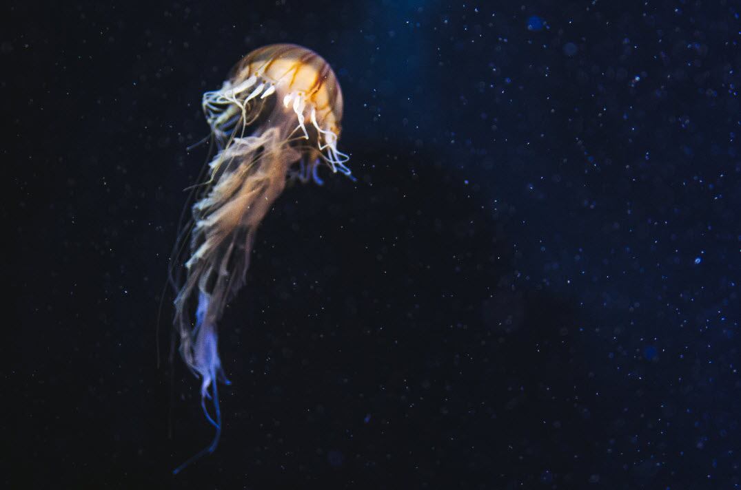 Jellyfish-could-offer-a-sustainable-alternative-to-synthesised-antioxidants-study-finds.jpg