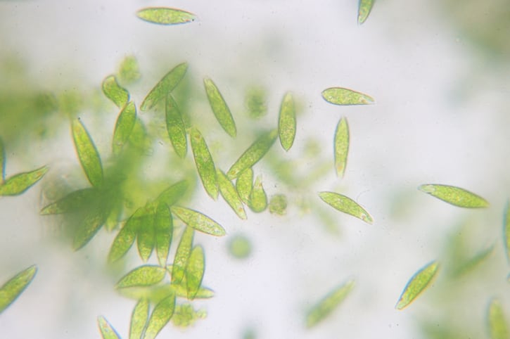 Algatech licenses microalgae tech to launch β-1,3-glucan-rich products 