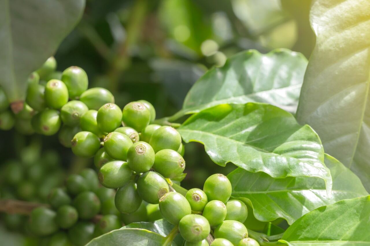 Layn Corp stocks up on biomass to stay ahead