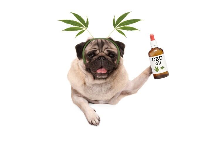Plaintiff's Bar turns attention to CBD with wave of lawsuits alleging products contain ‘significantly lower levels' than advertised