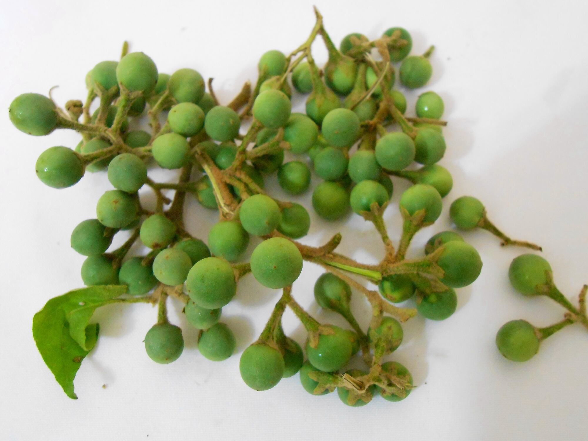 Researchers characterize potential of multifaceted traditional botanical