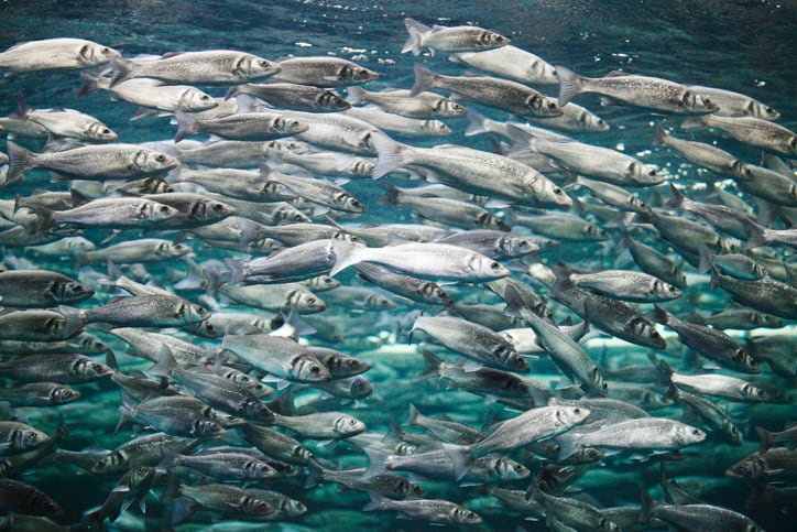 Prinova Europe to distribute Hofseth BioCare marine nutrition