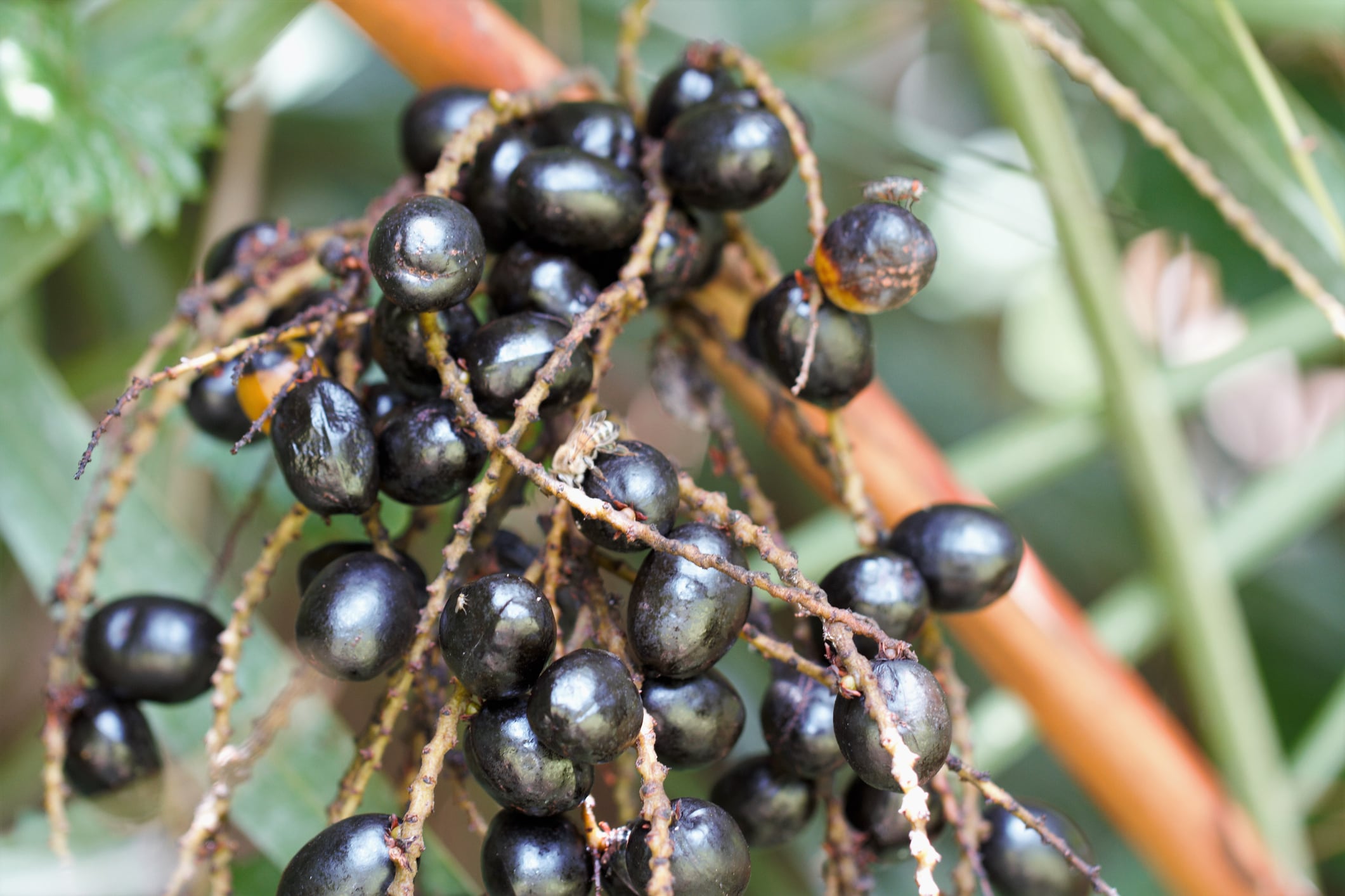 Study unlocks Saw Palmetto extract’s prostate health mechanism