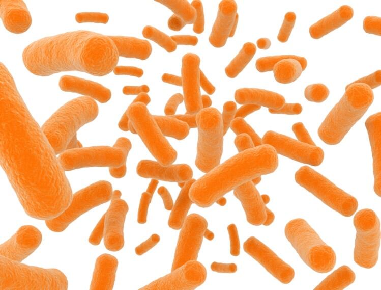 Gut bacteria could influence muscle growth and function: Mouse data