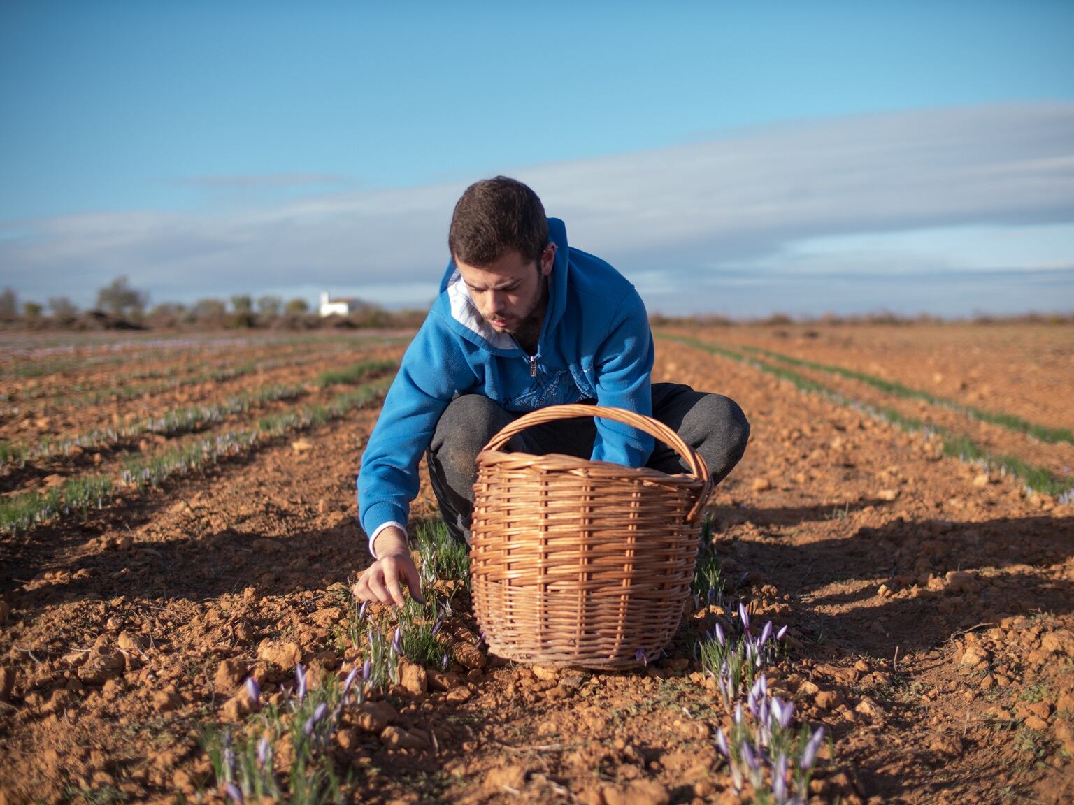 Pharmactive optimises with eco-friendly saffron extraction technology