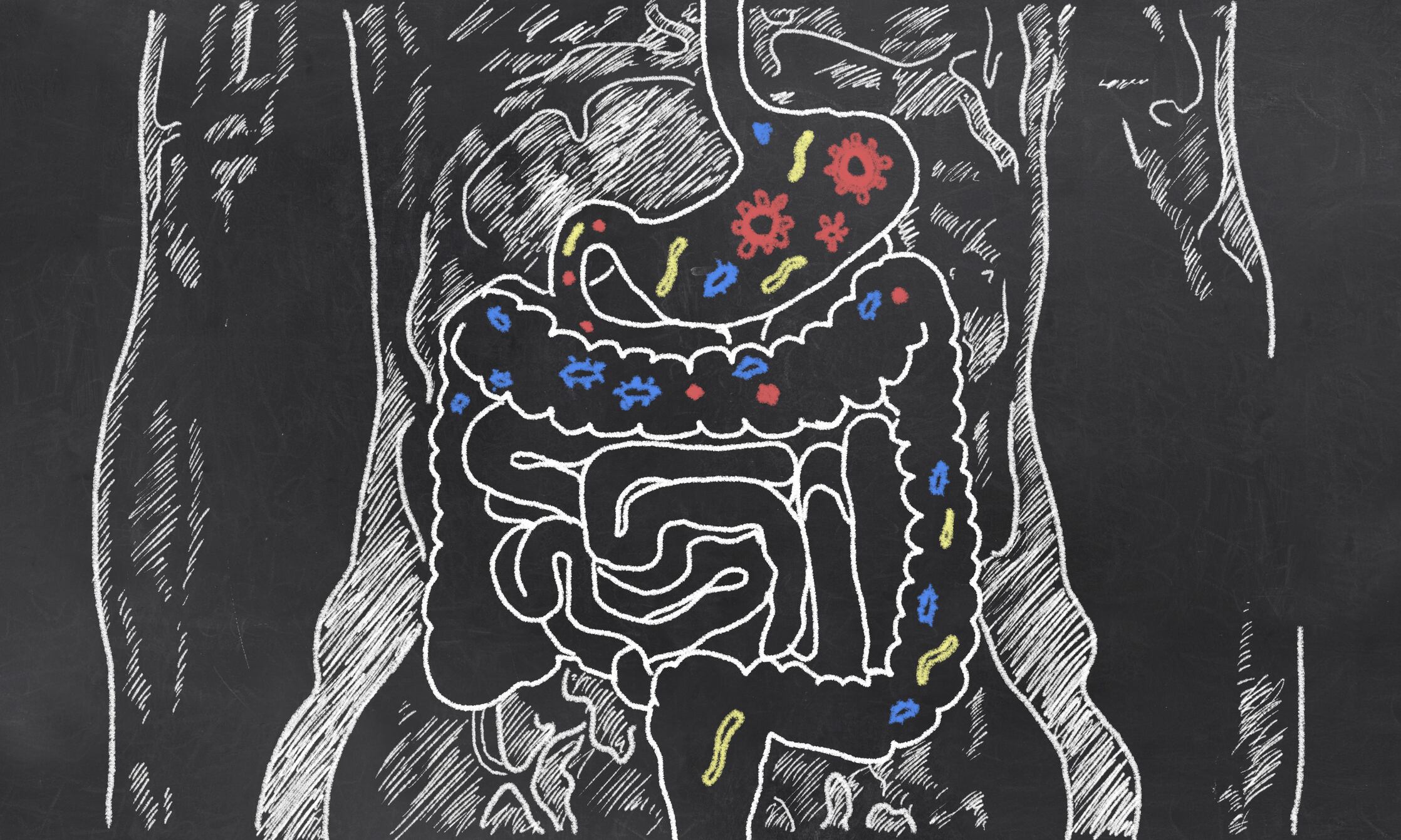 Intestines-gut-health-C-Getty-Images-TLFurrer.jpg