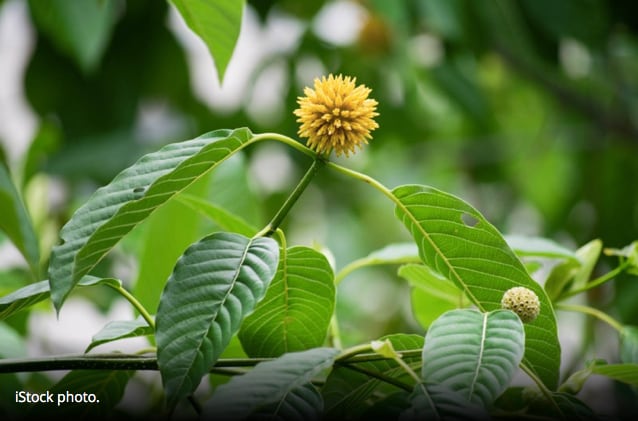 Warning-letter-on-tainted-kratom-illustrates-complicated-regulatory-picture-for-botanical.jpg
