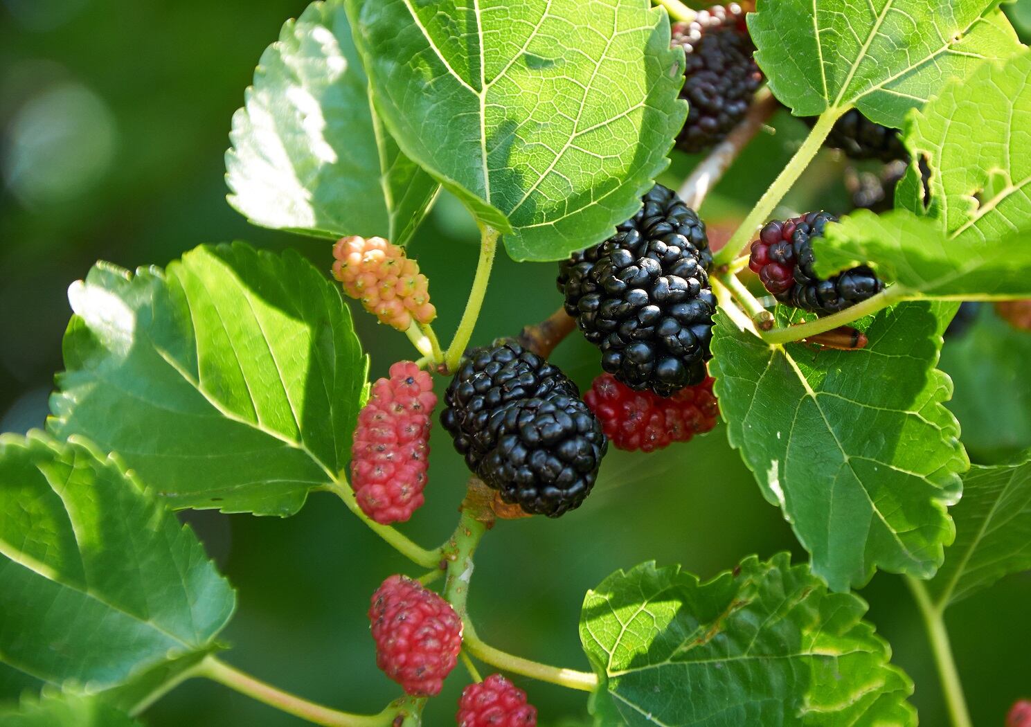 Unilever-study-explores-blood-sugar-benefits-of-low-dose-mulberry-extract.jpg