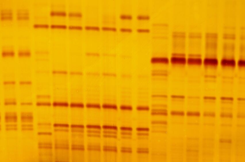 DNA-fingerprint.jpg