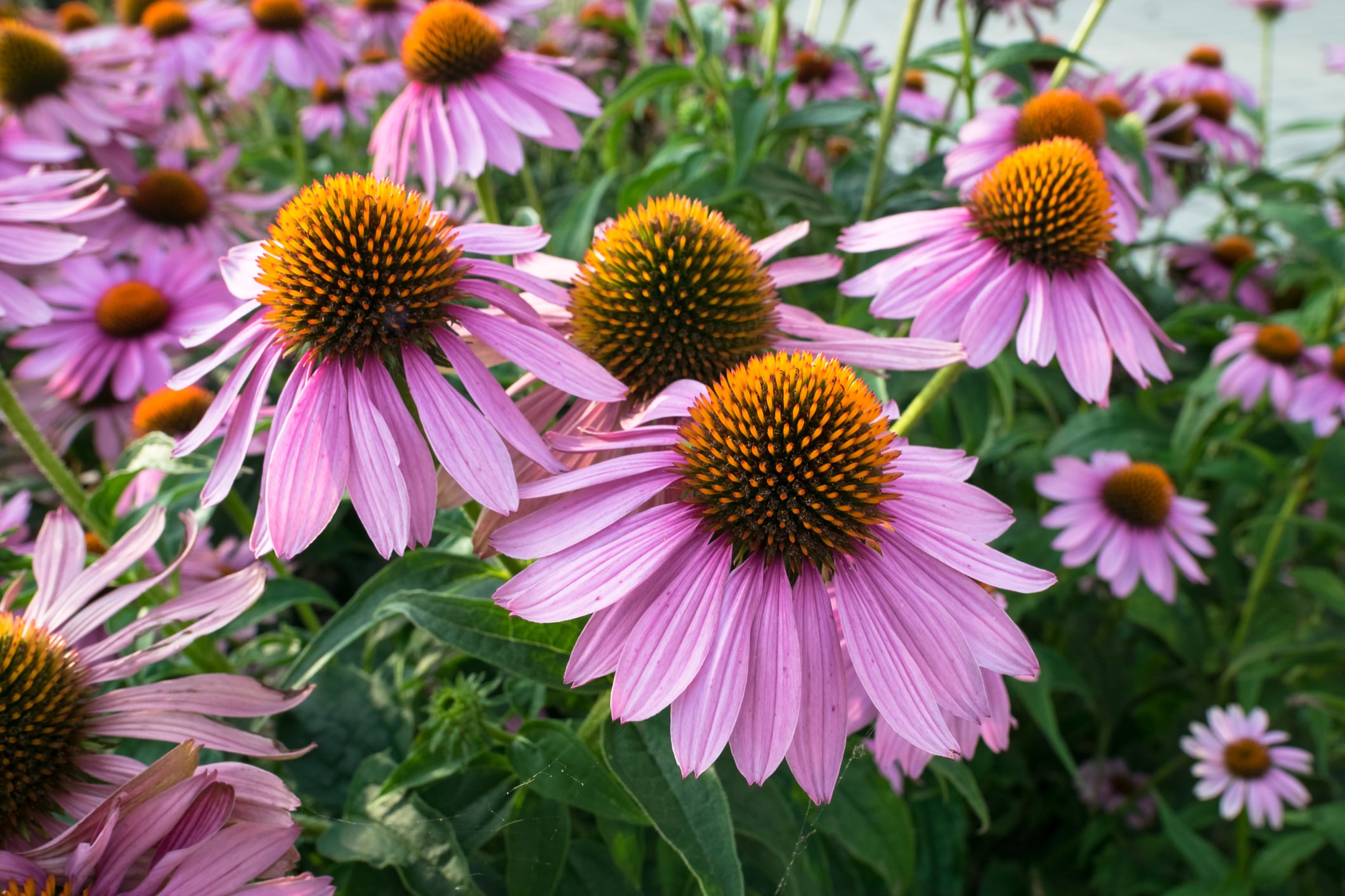 Echinacea-demand-spike-likely-to-cause-bottlenecks-price-increases.jpg