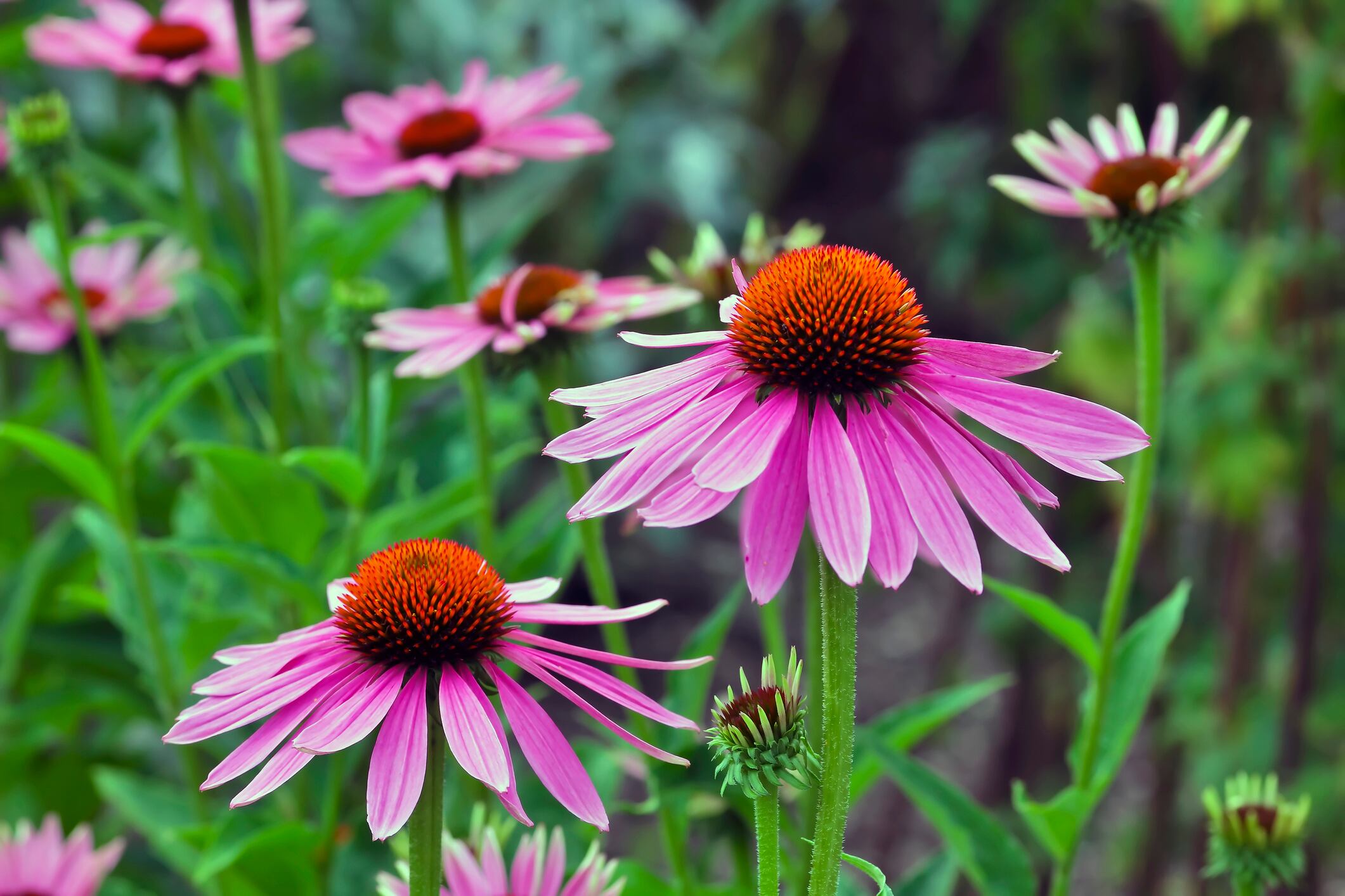 Echinacea-extract-shows-mild-anti-anxiety-effects-in-RCT.jpg
