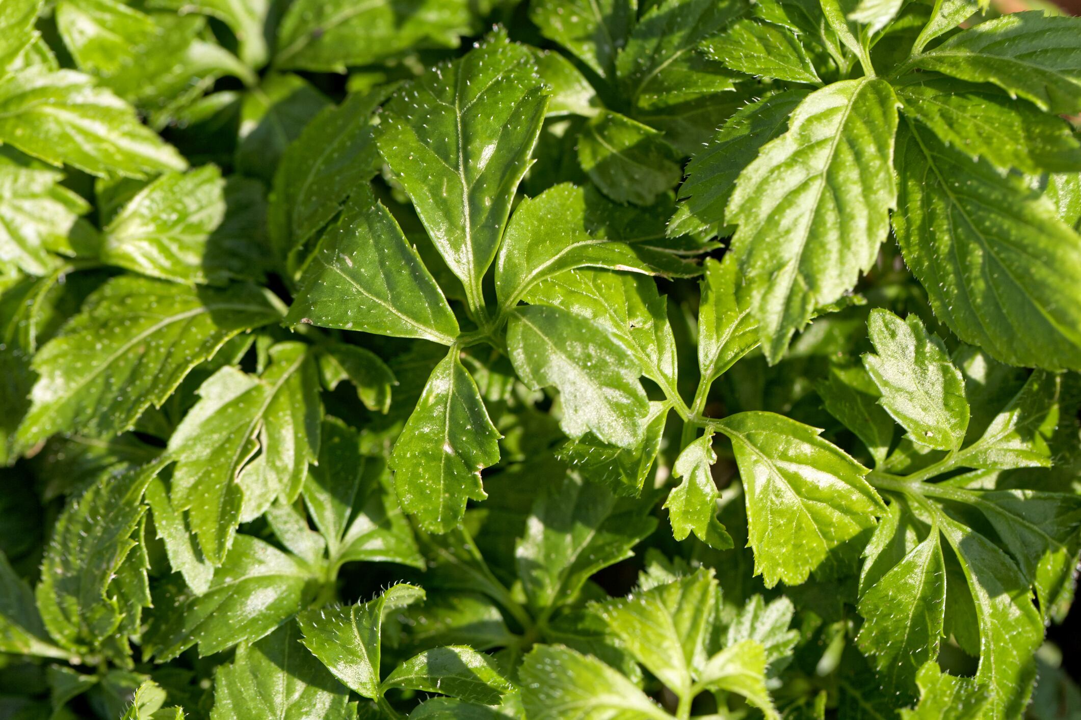 East Asian herb may boost physical and mental performance: RCT
