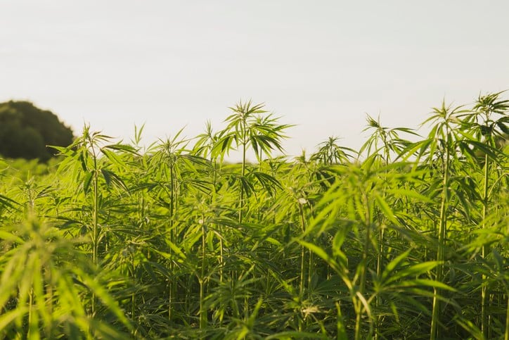 CRN member companies now include CBD specialists