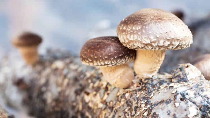 NPA submits Citizen Petition on labeling of mushrooms & mycelia