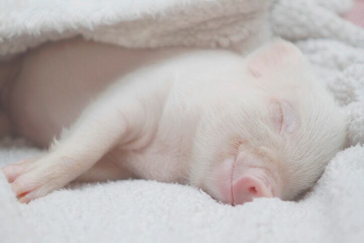 Piglets-probiotics-and-prebiotics-Study-finds-gender-disparity-in-immunological-function.jpg