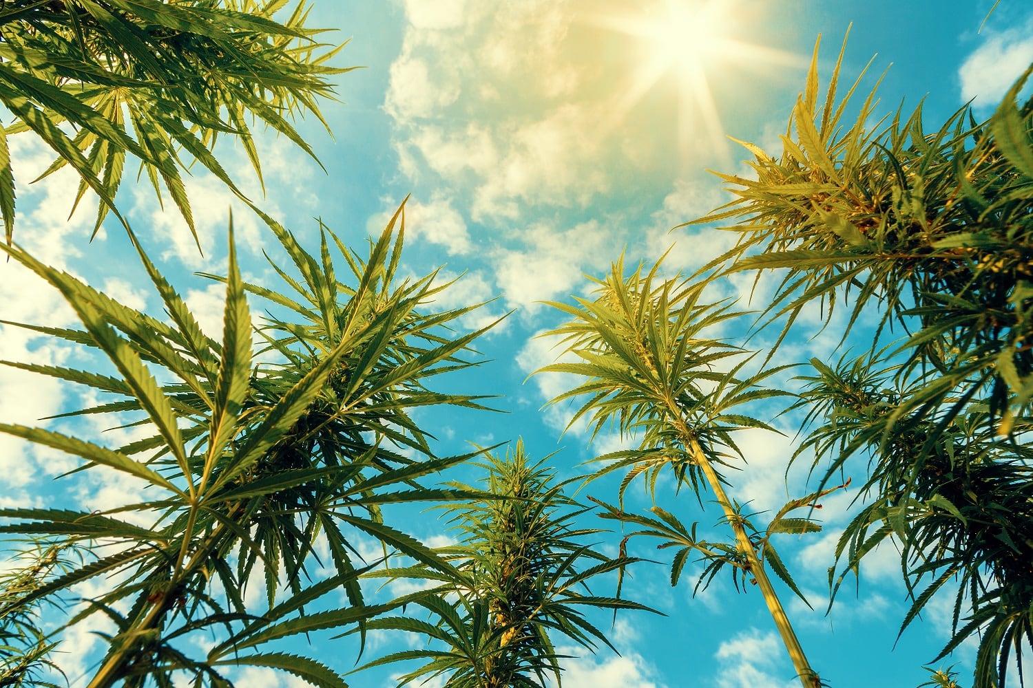 Kemin-expands-hemp-based-ingredients-offering-with-Driftless-Extracts-investment.jpg
