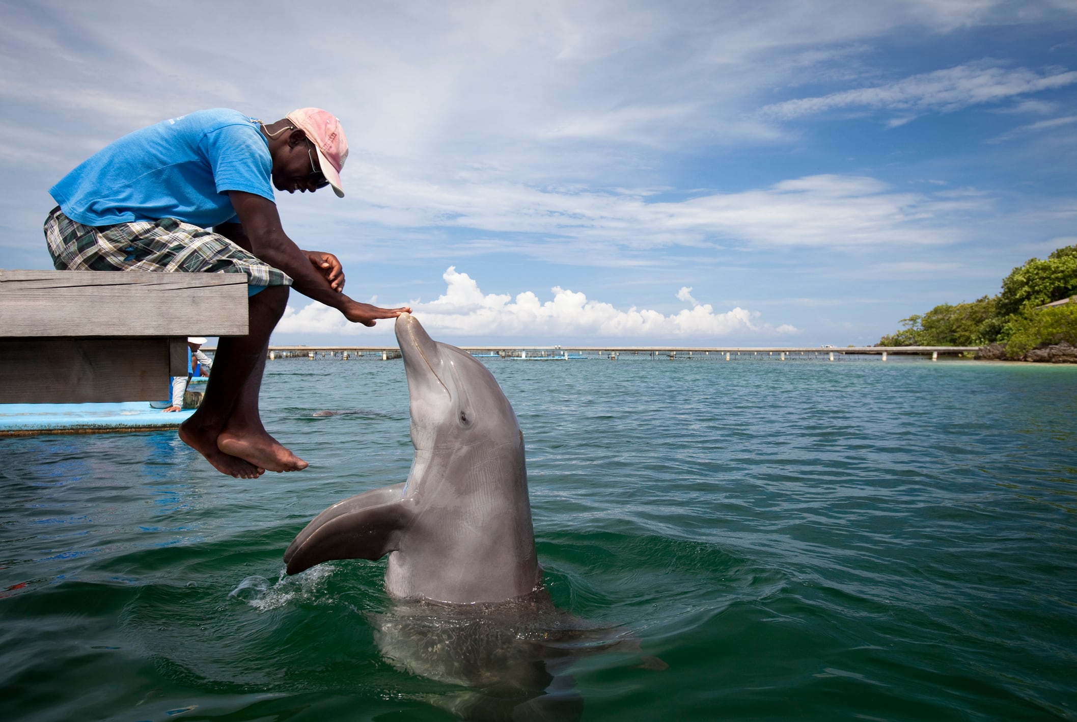 C15:0 may benefit cognitive health in humans based on dolphin research