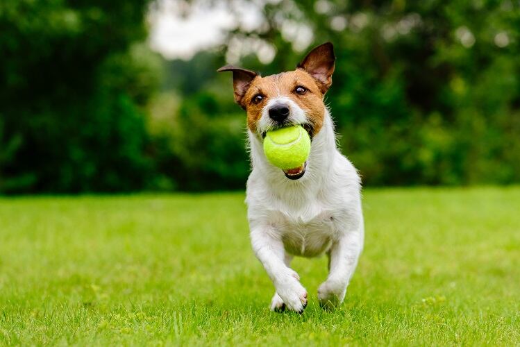 Inspired by customer feedback, Myos Rens bets on pet nutrition space 