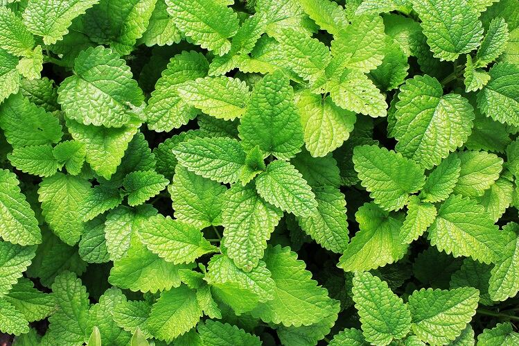 Study: Spearmint extract may boost attention in healthy, active men and women