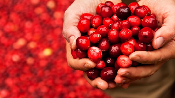 Symrise's cranberry extract exerts rapid prebiotic effect: Study
