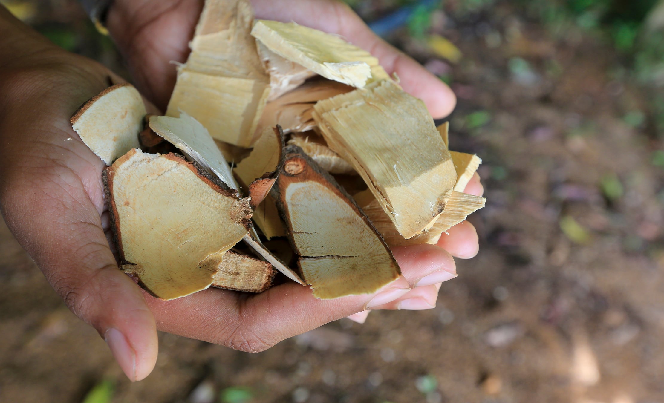 Studies support Tongkat Ali’s virility benefits for middle-age men with low testosterone