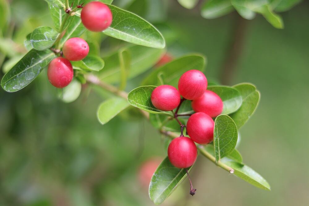 Miracle-fruit.jpg