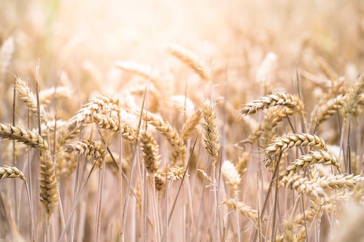 Seppic’s beauty-from-within ingredient goes through self-affirmed GRAS process for US market