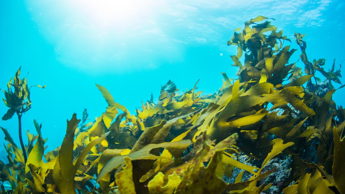 Hypertension-stemming seaweed: Indian institute seeks industry backing to commercialise new nutraceutical