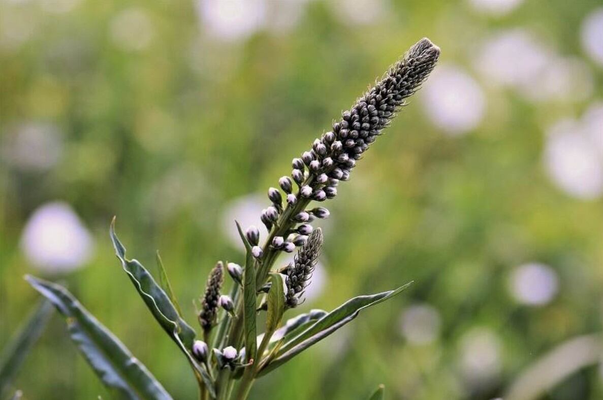 BuRO: ‘Black cohosh supplement use risky for select groups’ 