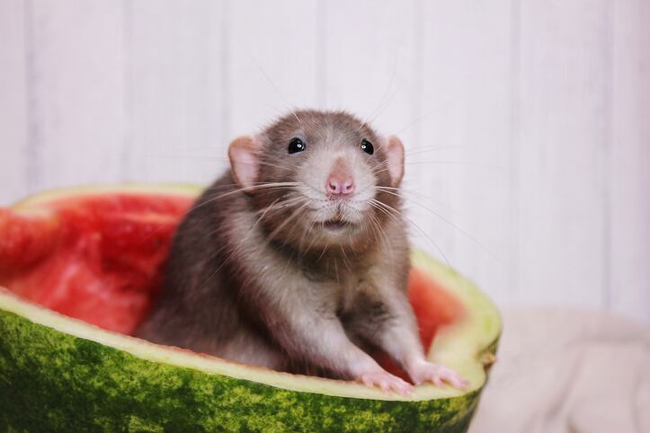 Watermelon-supplements-found-to-benefit-obese-mice-Study.jpg