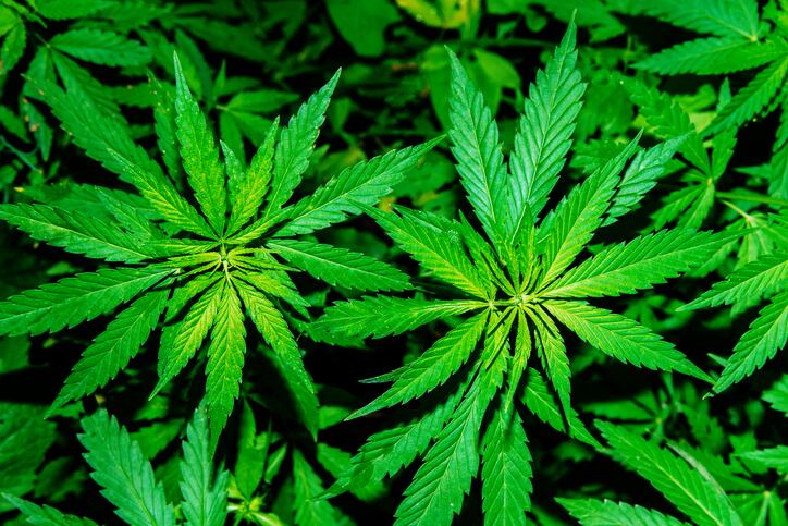FDA commits to early fall update on CBD while it reaffirms enforcement stance