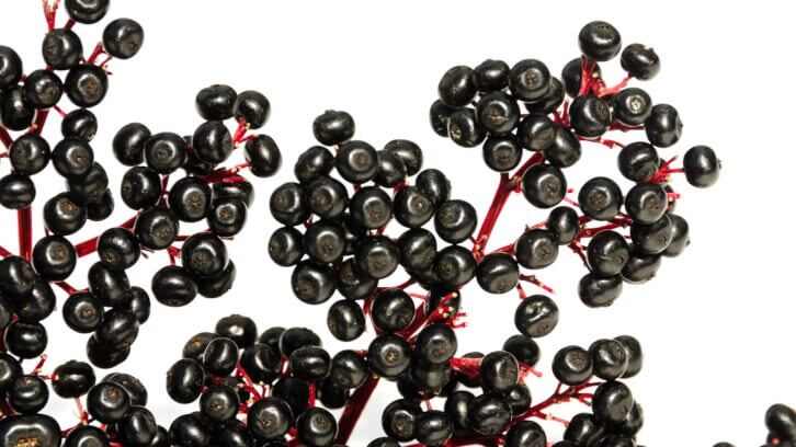 BAPP releases new bulletin on elder berry adulteration