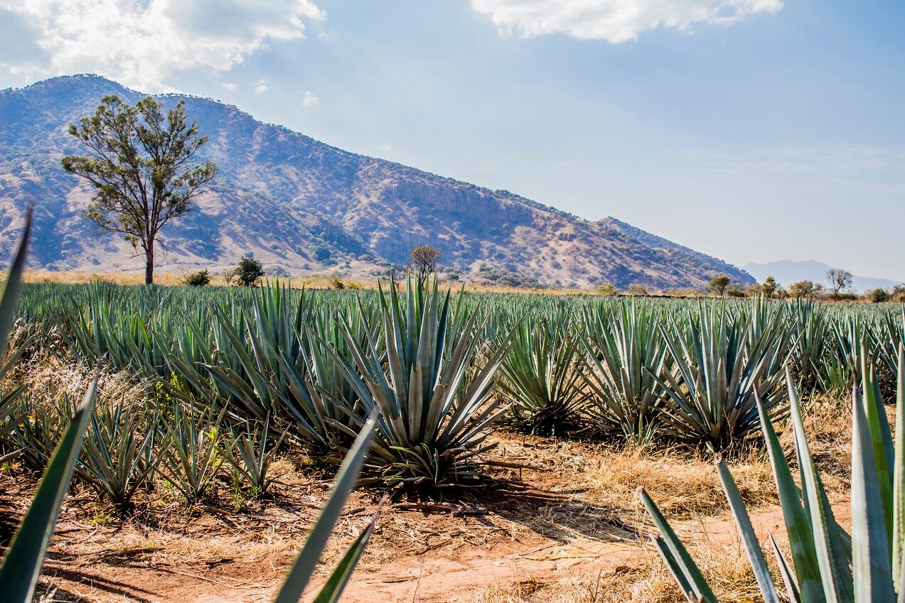 Agave bagasse supplement demonstrates prebiotic potential, research reveals