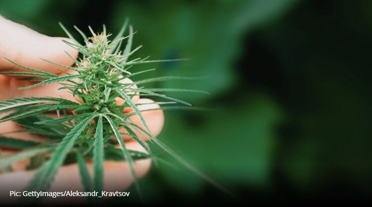 CBD Novel Foods deadline fast approaching as firms embrace regulatory challenges 