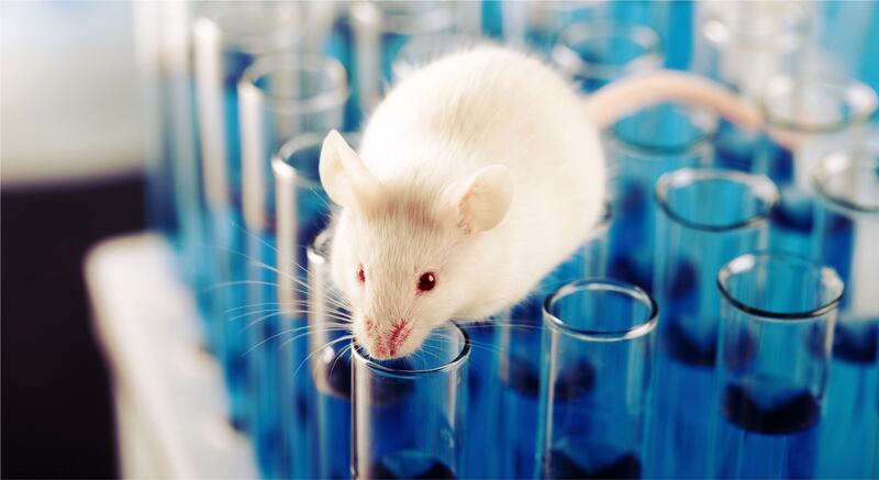 Plant-based diet helps mice ward off GI infection: Study