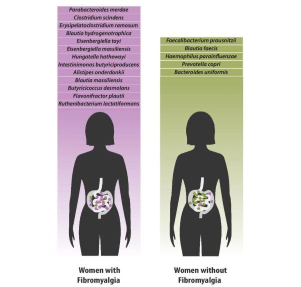 Gut-brain axis may be bridge linking chronic pain with microbiome changes