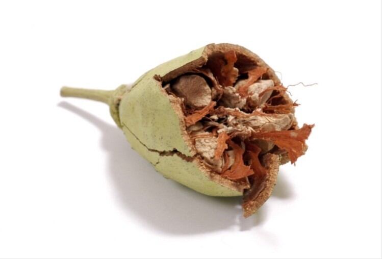 Baobab-fruit-shows-promise-for-controlling-glycaemia.jpg